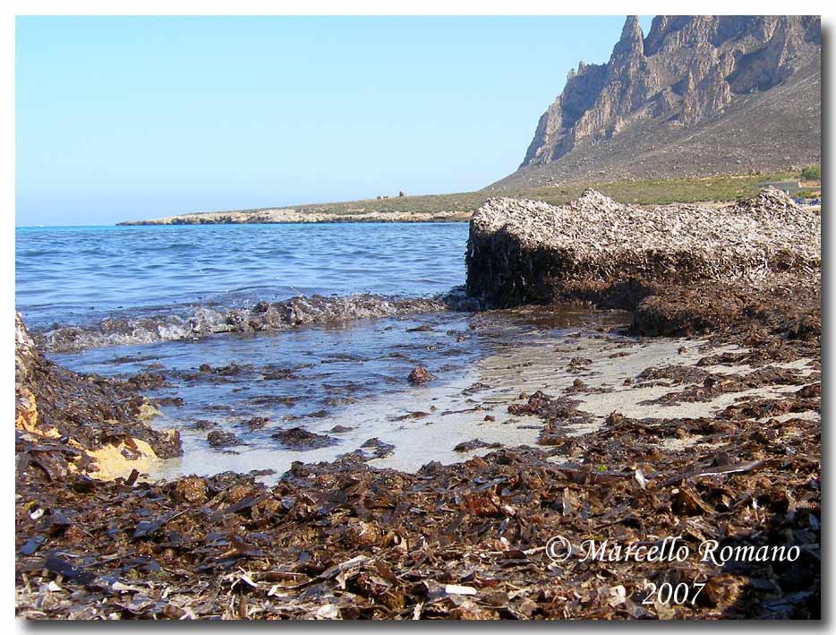 Omaggio alla pi bella cicindela di Sicilia: Calomera lugens